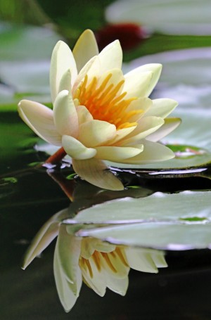 Yellow Water Lily
